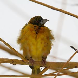 Village Weaver #2
