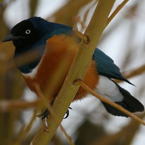 Superb Spreo Starling
