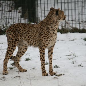 Cheetah in the Snow