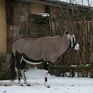 Gemsbok