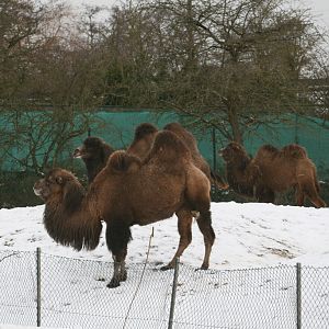 Camel Herd