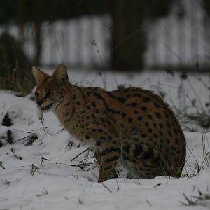 Serval Snack #2