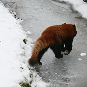 Red Panda on Frozen Moat #1