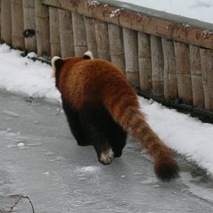 Red Panda on Frozen Moat #2