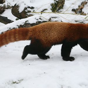 Red Panda in the Snow