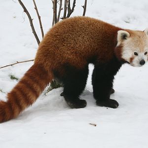 Red Panda Scent Marking