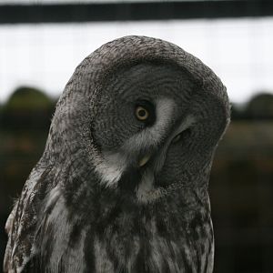 Great Grey Owl #1