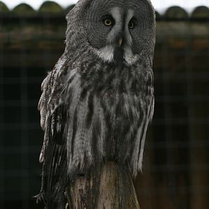 Great Grey Owl #2