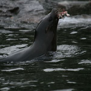 Sealion with Lunch
