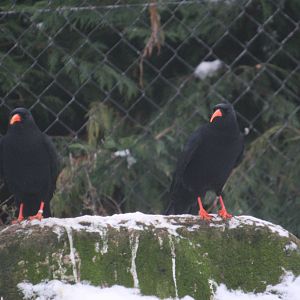 Choughs