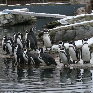 Snowy Penguins