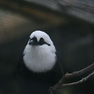 Black and White Laughing Thrush
