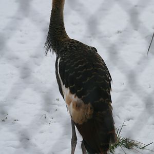 Juvenile Blue-crowned Crane