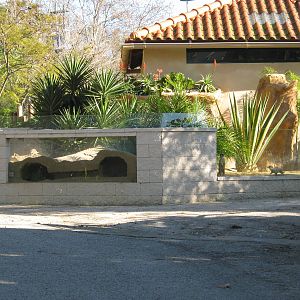 Meerkat New enclosure