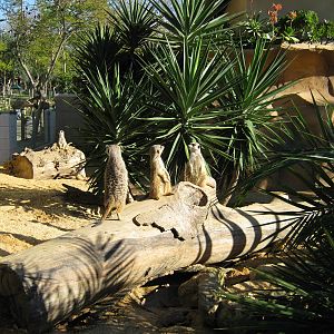 Meerkat New enclosure
