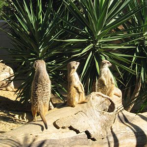 Meerkat New enclosure