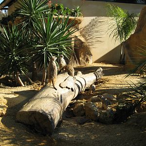 Meerkat New enclosure