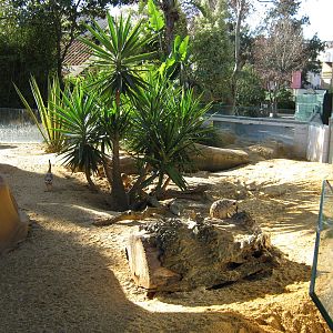 Meerkat New enclosure