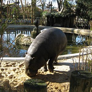 Pigmy Hippo