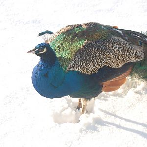 Brilliant Weather for Zoo Enthusiasts