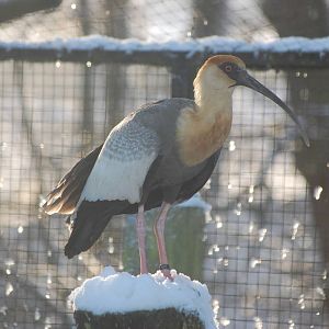 Brilliant Weather for Zoo Enthusiasts