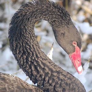 Brilliant Weather for Zoo Enthusiasts