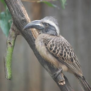 African Grey Hornbill