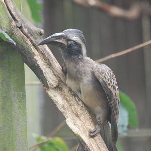 African Grey Hornbill