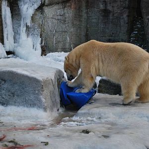 The male polar bear: almost always busy with something...