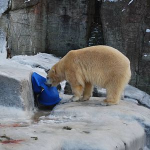 The male polar bear: almost always busy with something...