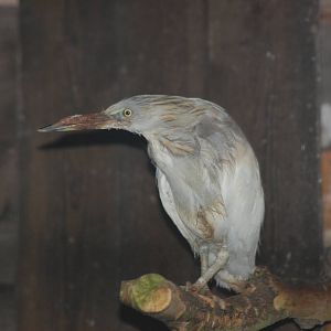 Pond Heron
