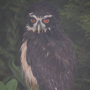 Very Wet Owl