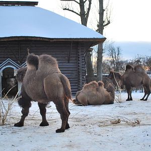 Camels in the snow