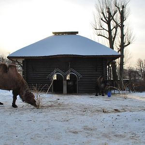 Camels in the snow
