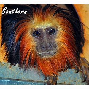 golden-headed lion tamarin
