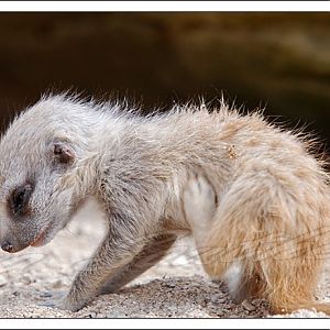 Slender Tailed Meerkat