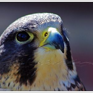 Lanner of Peregrine?