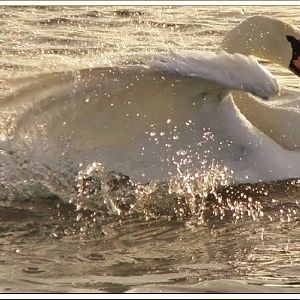 Mute Swan