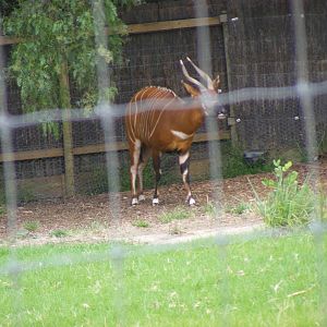 Bongo - January, 2010