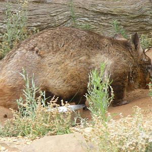 Southern Hairy-nosed Wombat - January, 2010