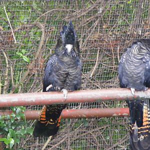 Red-tailed Black Cockatoo, GFA - January, 2010
