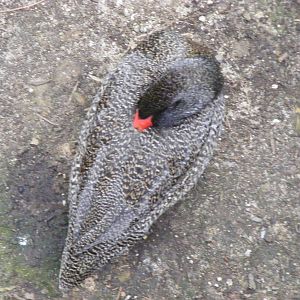Freckled Duck, GFA - January, 2010