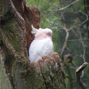 Major Mitchell's Cockatoo, GFA - January, 2010
