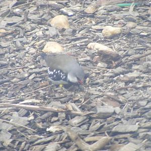 Diamond Firetail - January, 2010