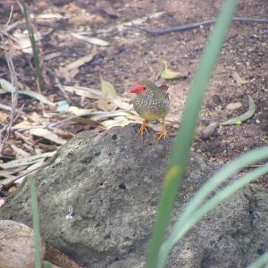 Star Finch - January, 2010