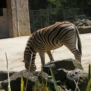Plains Zebra - January, 2010