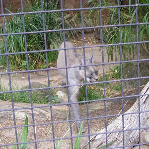 Caracal - January, 2010