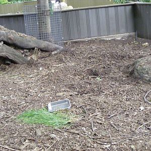 Common Wombat Enclosure - January, 2010