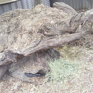Common Wombat Enclosure - January, 2010