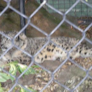 Snow Leopard - January, 2010